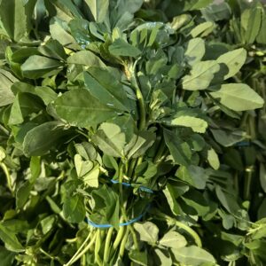 Methi leaves bunch