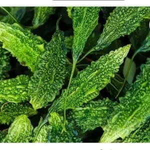 Bitter gourd 220g to 260gm pack (pavakka/kaipakka)