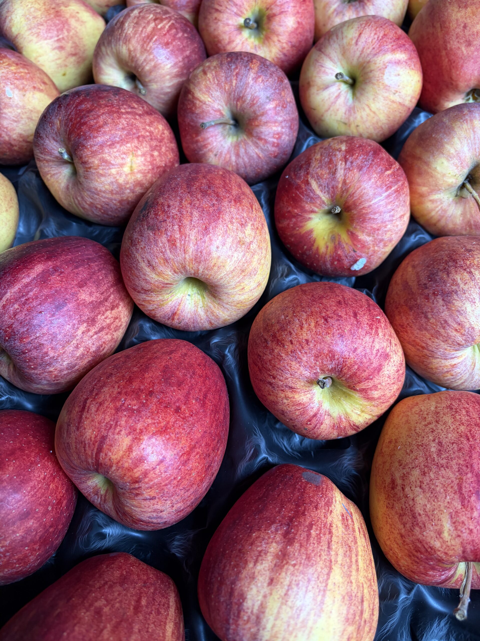 Royal gala Apple 3 pack