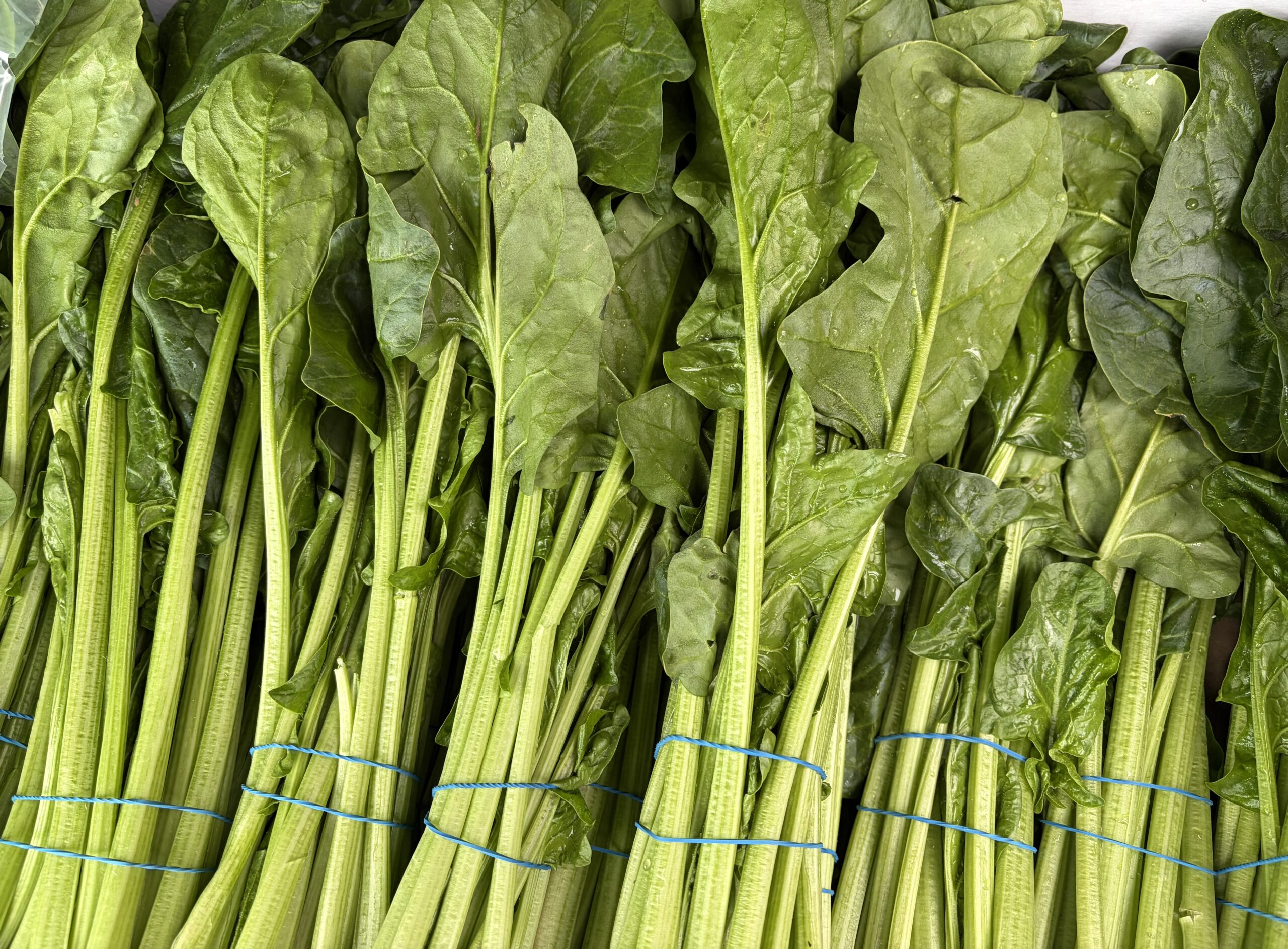 Fresh Palak Bunch , Green leafy palak keerai