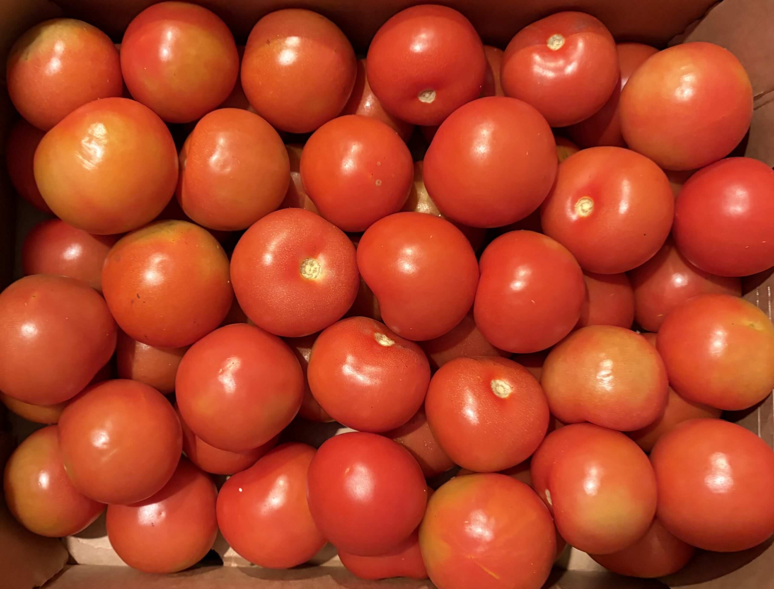 Loose tomatoes 1kg pack