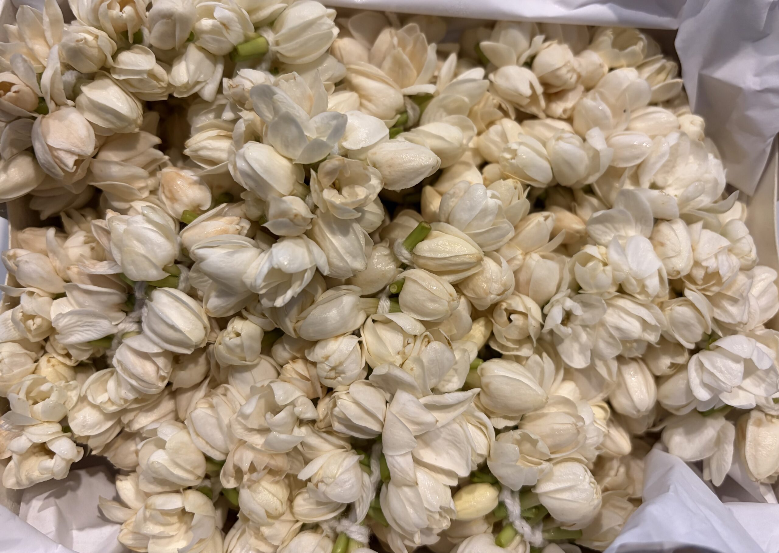 Jasmine flower garland (1 foot approx )