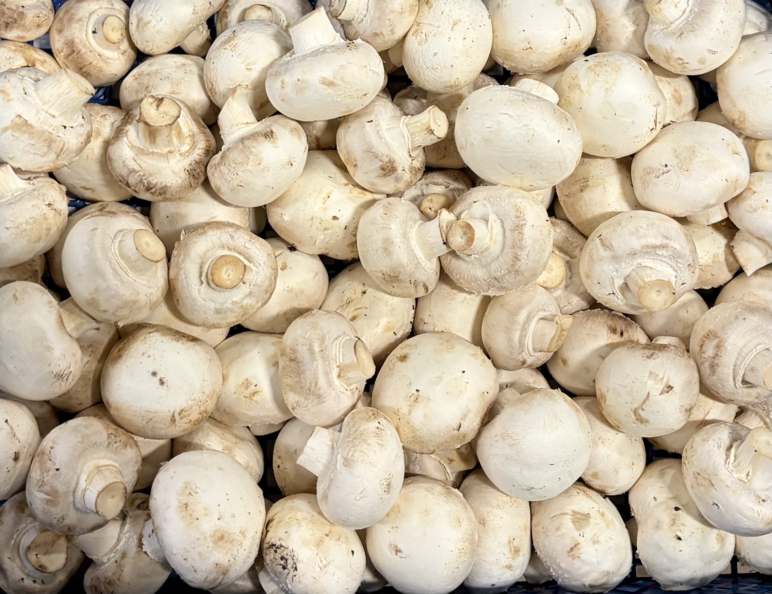Closed cup Mushrooms 400g pack