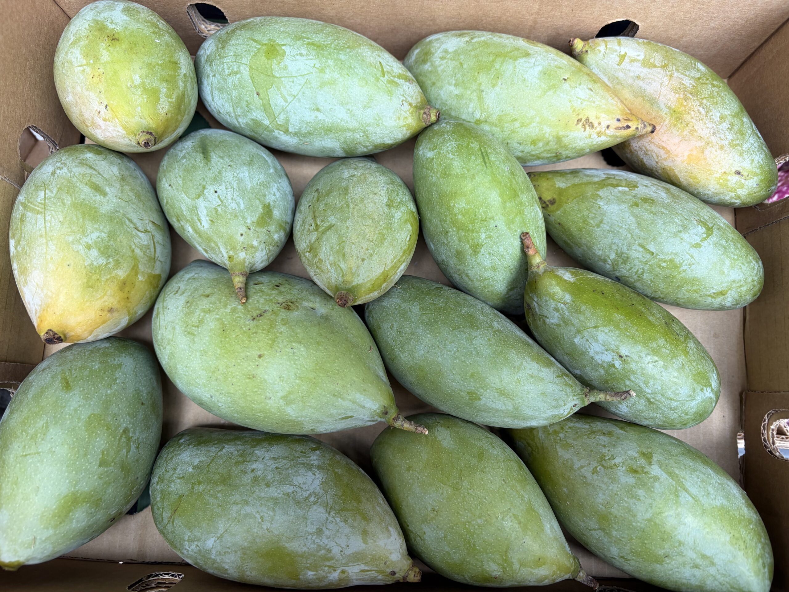 Totapuri Raw Mango 1 pack