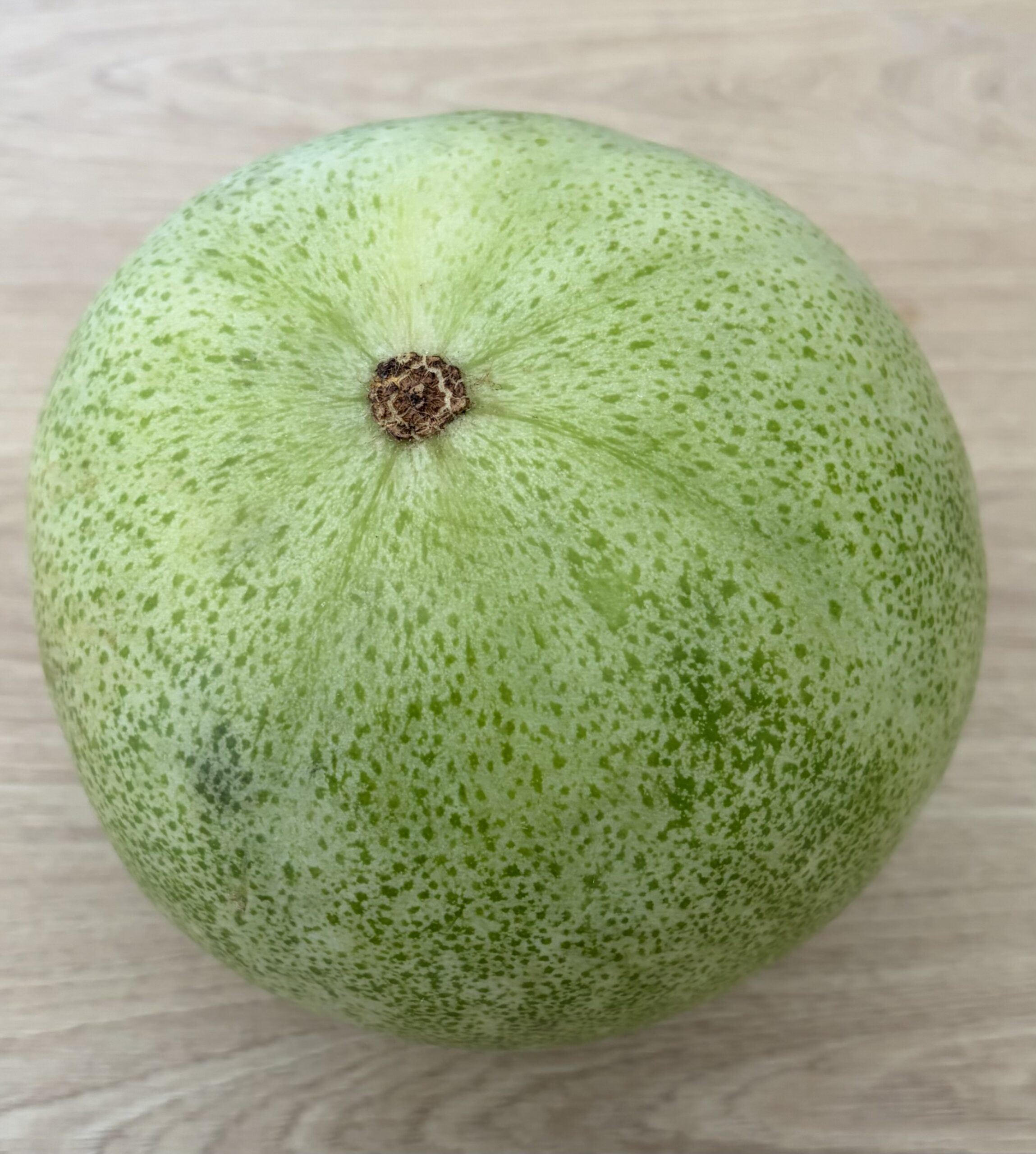 Fresh Ashgourd medium size one pack (1.3 kg approx)