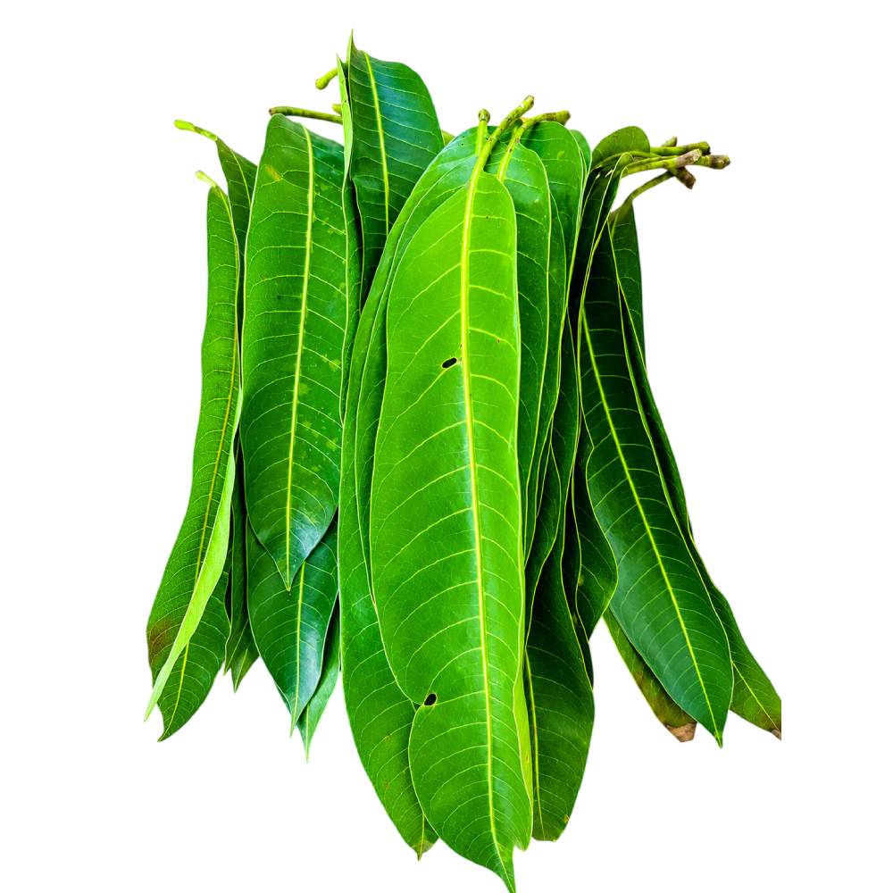 Mango Leaves- 12pc Bunch