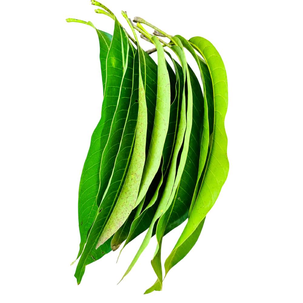Mango Leaves- 12pc Bunch - Image 3
