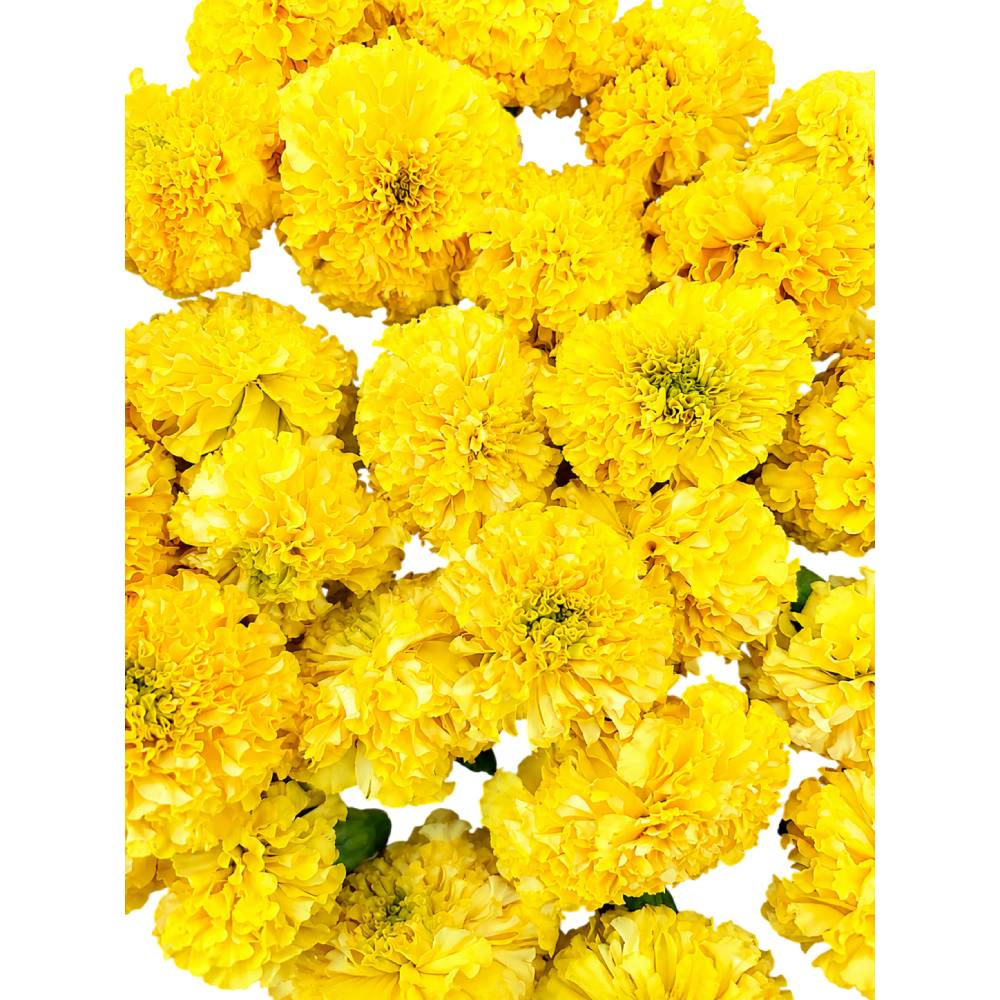 MariGold Flower - Pack of 10