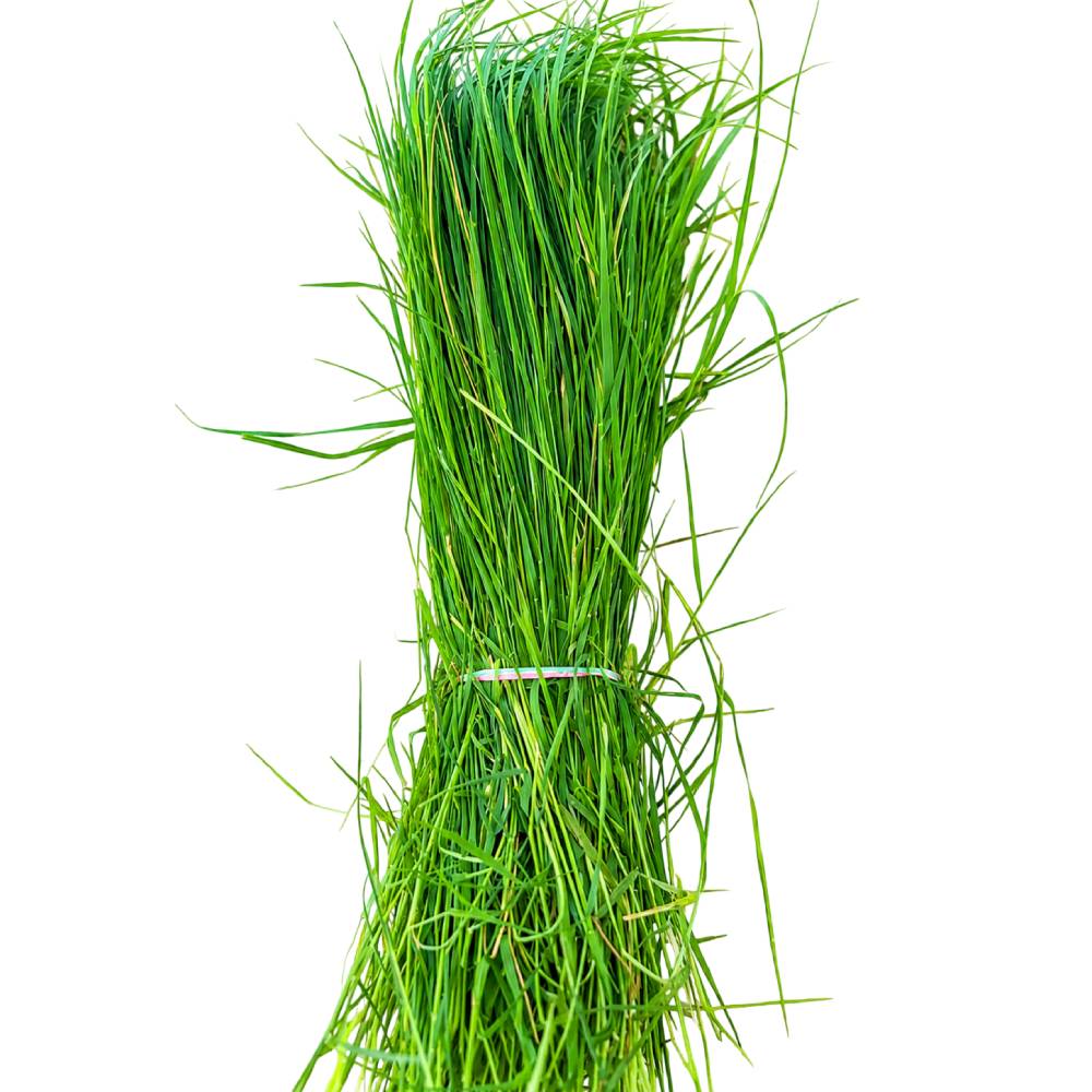 Durva ( Arukampul Grass) - Small Bunch