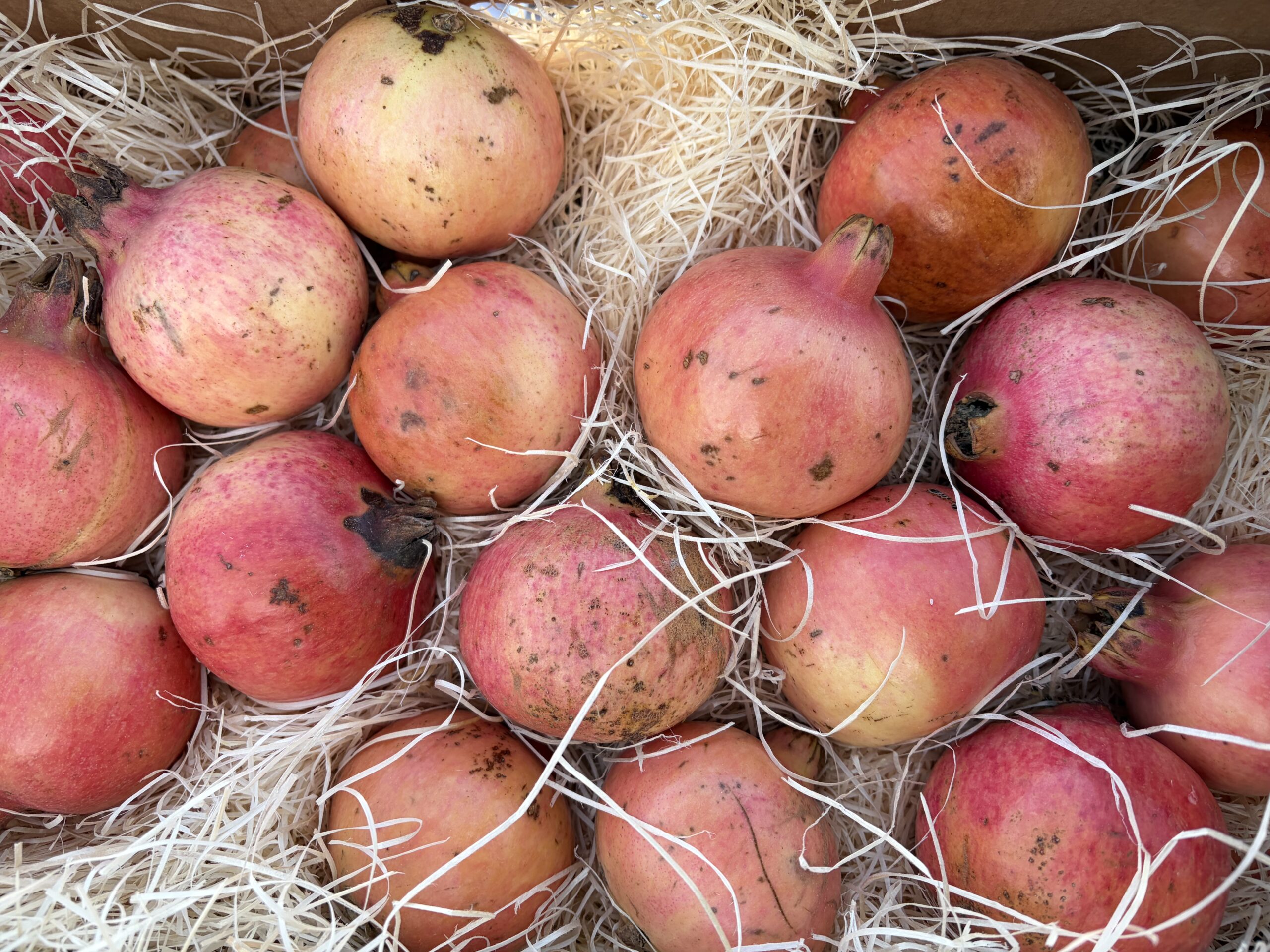 Egyptian Pomegranate medium size